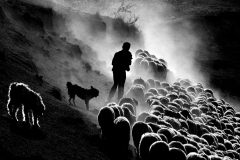 Kerekes-Istvan-000000-shepherd-life-2019-BN
